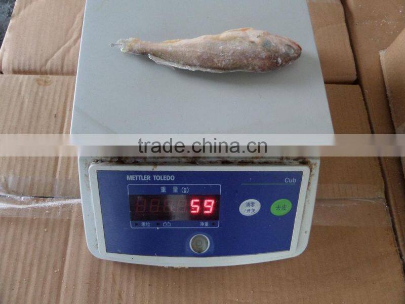 Frozen Yellow Croaker 40/60 g/pc