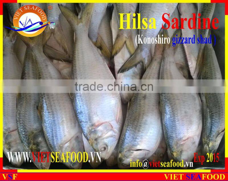 FROZEN HILSA SARDINE