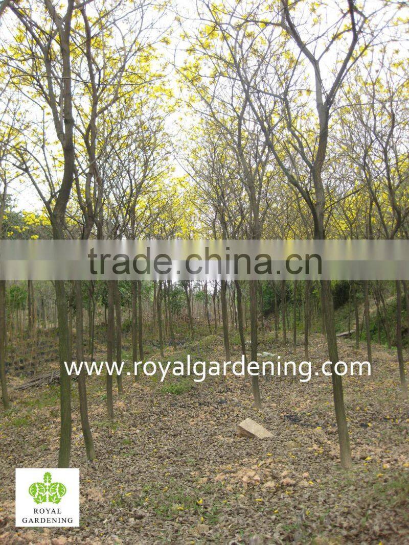 Tabebuia chrysantha dia 6-20cm