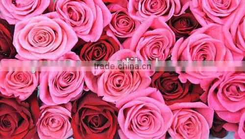 American girls july 4th patriotic navy blue and red chiffon fluffy pettiskirts kids tutu skirts