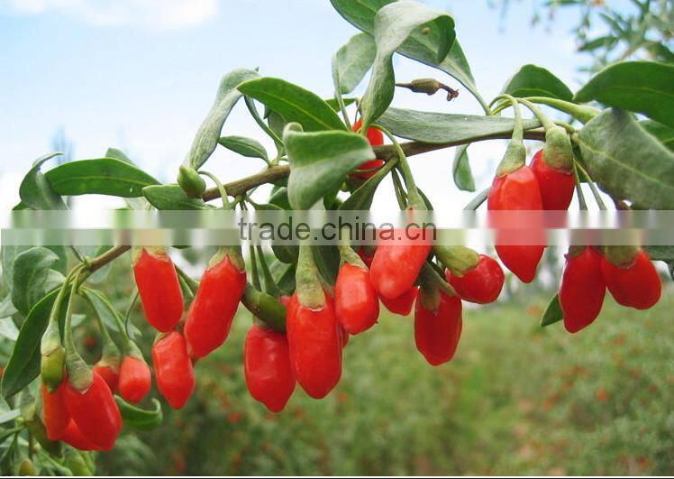Ningxia wolfberry(gouqi) /herbal plant dry Gouqi