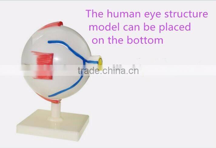 Eyeball enlargement and anatomy structure model teaching medical biology science and education instrument 6 times 3