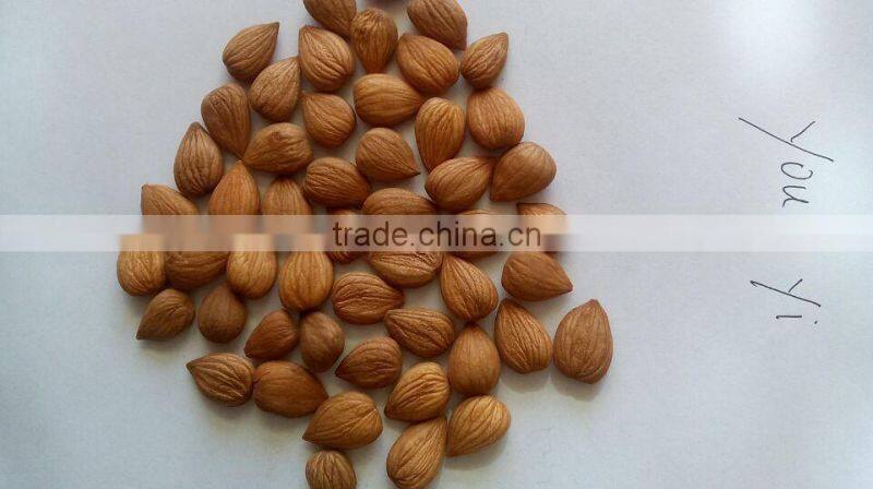 Supplying New Crop of Bitter Apricot kernels from China