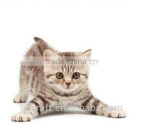 silicone dog mat & cool gel pet mat & dog beds with removable cushion