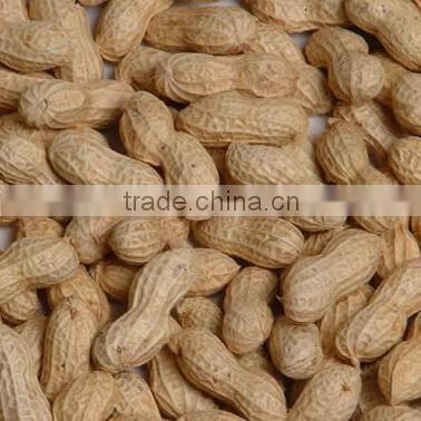 Shandong Peanut Price