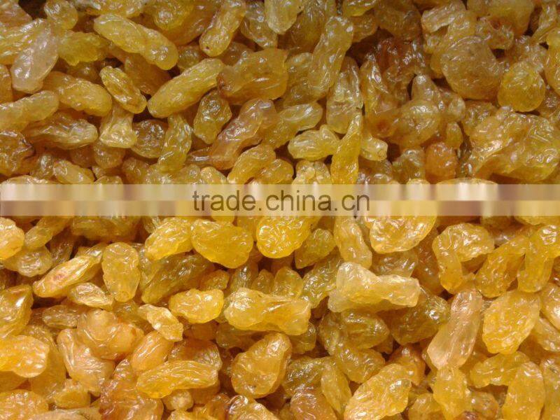 gold raisin with best price and sweet and high quality