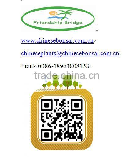 5000 gram Ginseng Ficus Microcarpa