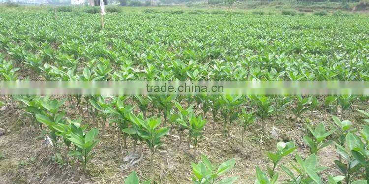 fresh orange tree seedling