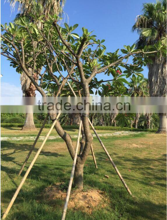 Red Flower Plumeria rubra L. cv. Acutifolia