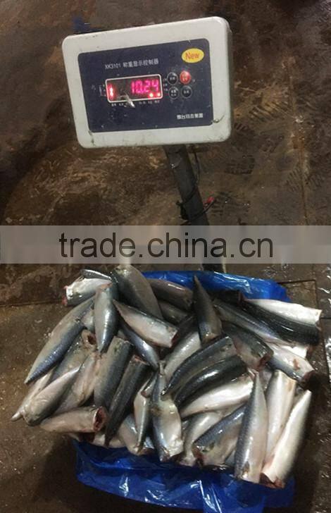 Frozen HGT Pacific mackerel