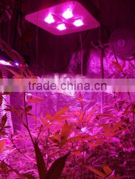 Vanq classical 8years 300W COB LED grow light for hydroponic systems