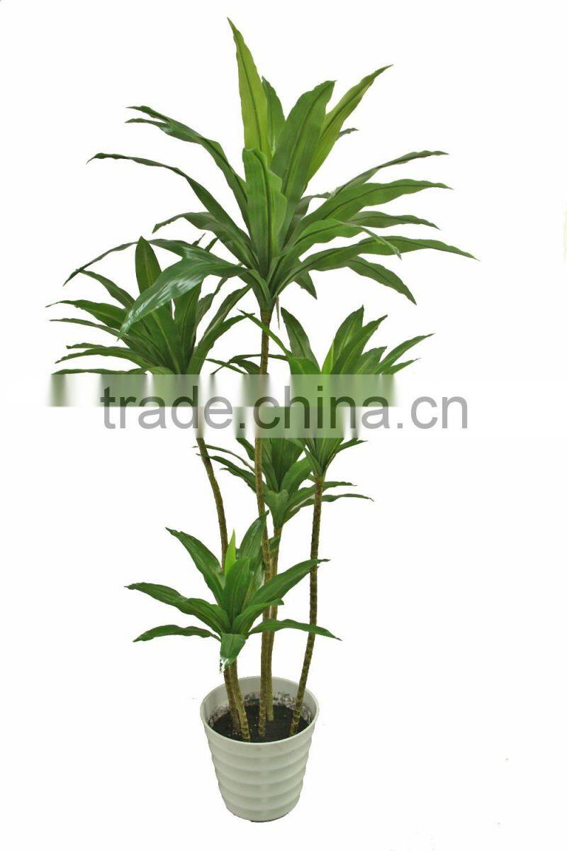Hot sale HX010422 Brazilan lucky tree