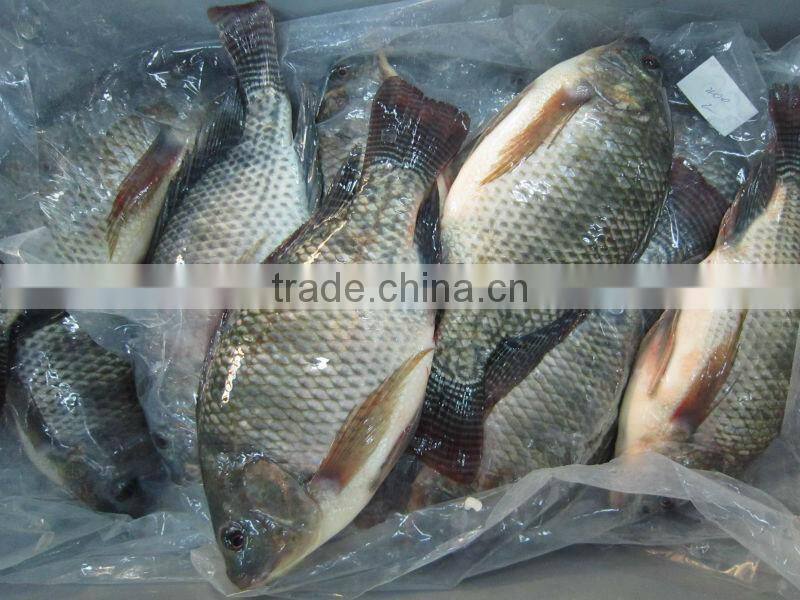 swallowtail butterfish grey pomfret pampus nozawae