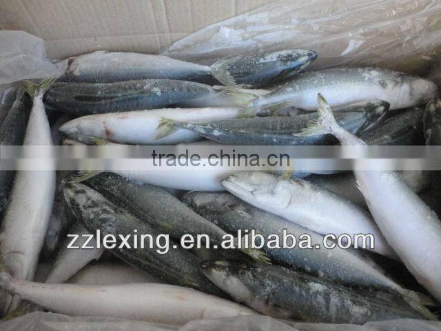 frozen pacific mackerel seafood IQF