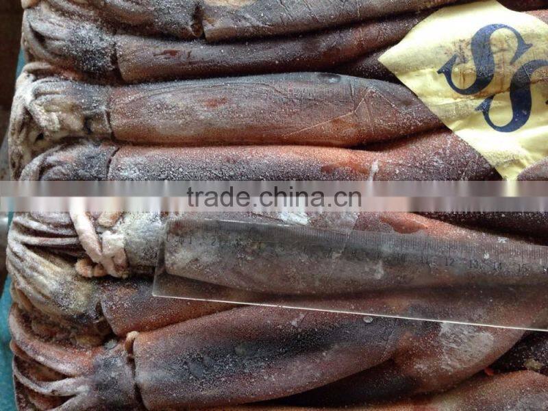 Illex Squid Seafrozen