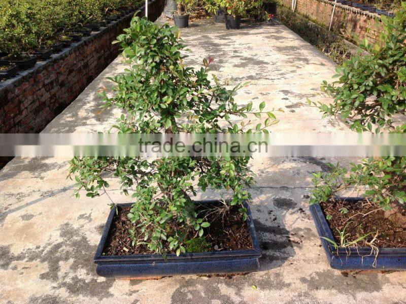 Ulmus ( Chinese Elm) bonsai tree S shape