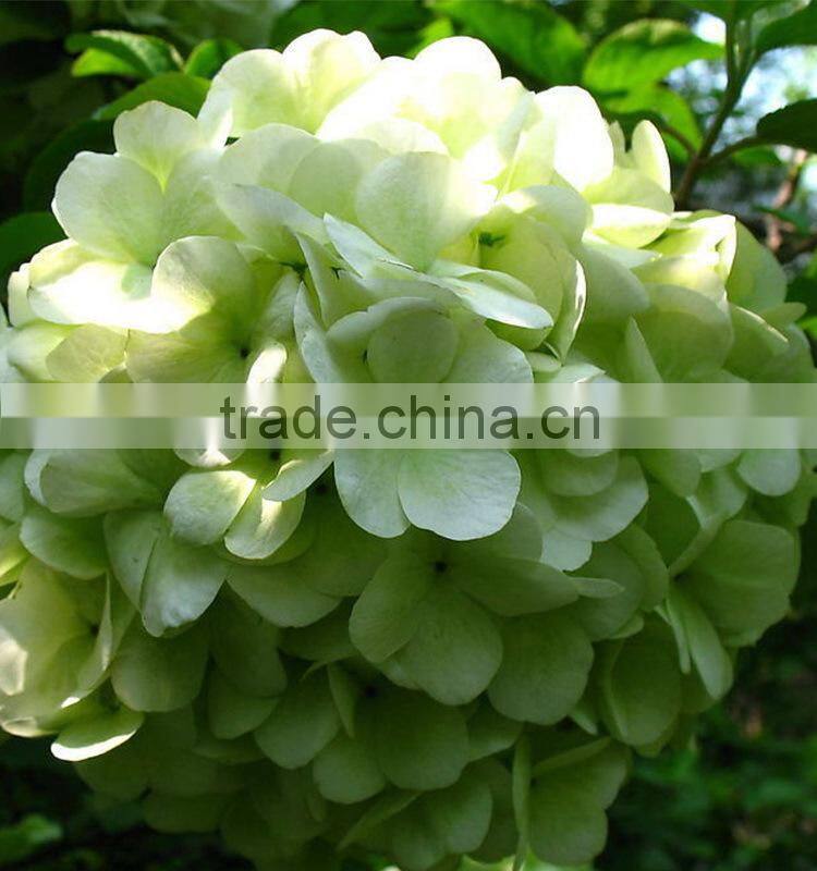 Fashionable promotional pretty hydrangea flowers