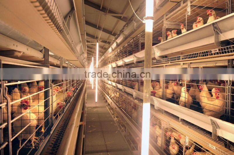 Africa Market Nigeria Farm Use Best Price Pullet Rearing Cage for one day old chicks