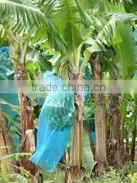 Pp Spunbond Non-woven Fabric For Banana Cover 30gsm