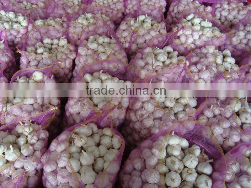 shandong fresh garlic for low price