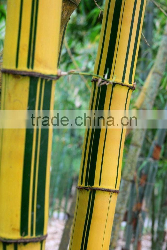 yellow groove bamboo seedling