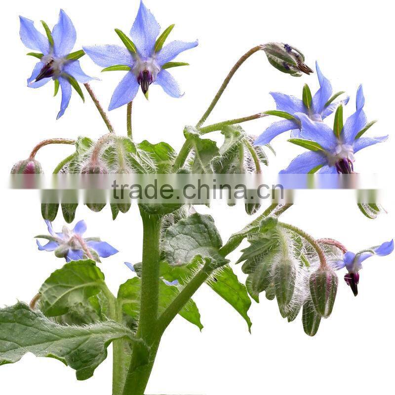 100% Natural Evening Primrose Oil GLA 10% Top Quality