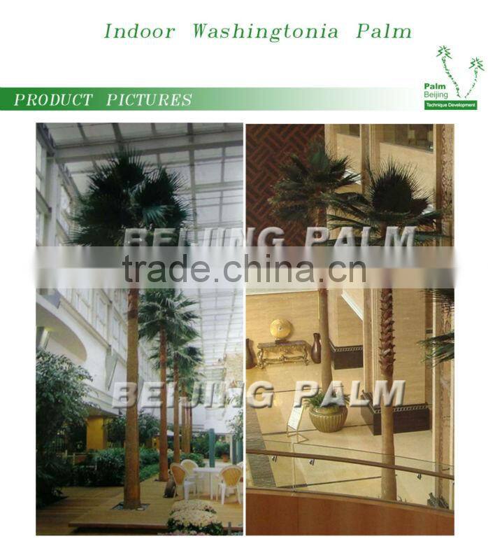 dry palm frond,preserved palm frond,artificial leaf