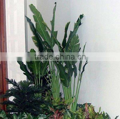 Large banana tree in group