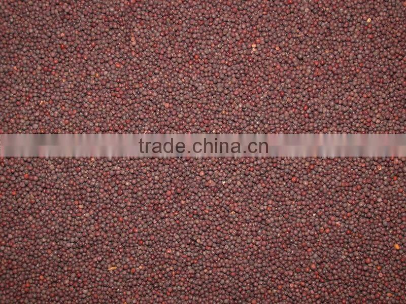 Mustard seeds supplier