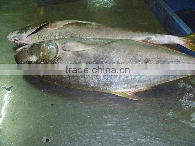 whole round Bigeye Trevally frozen fish