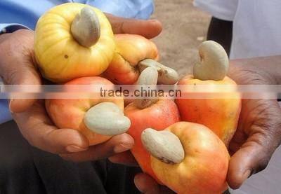 Raw Dried Cashew Nut/Cashew nuts in Africa