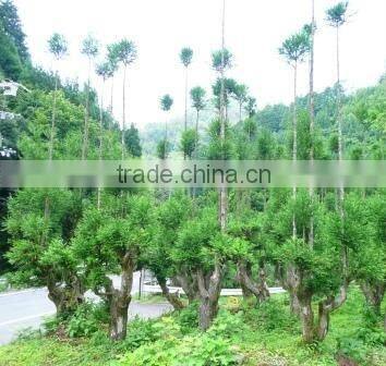 Big Live Plant Bonsai