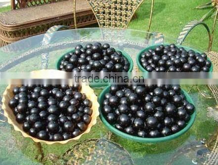 Jaboticaba Seeds Jabuticaba Guapuru Hivapuru Sabara Ybapuru Brazilian Grape Tree Seeds For Growing