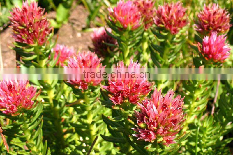 Rhodiola Rosea Root Extract Powder