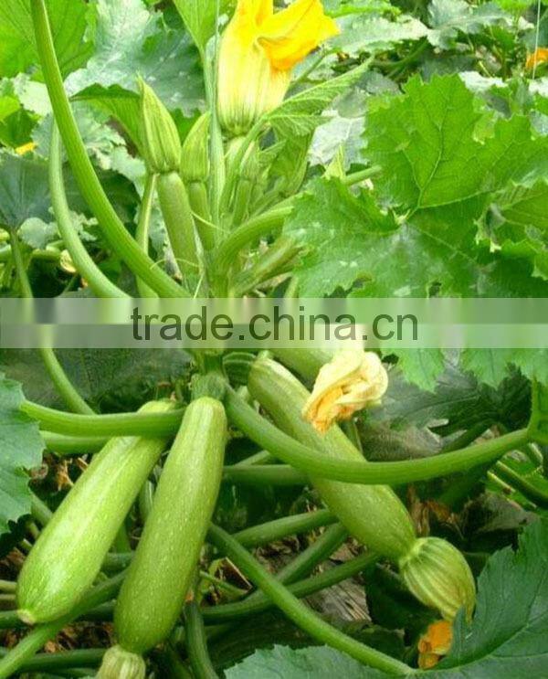 MSQ03 Zaoshu early maturity jade green squash seeds, hybrid zuccini seeds