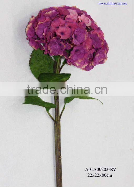 purple single hydrangea with coated