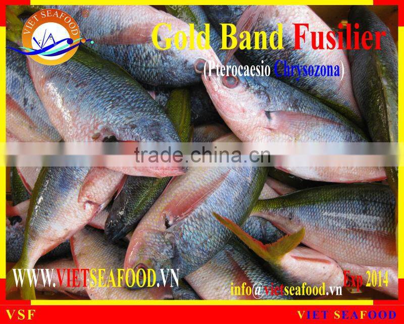 FROZEN GOLD BAND FUSILIER WHOLE ROUND