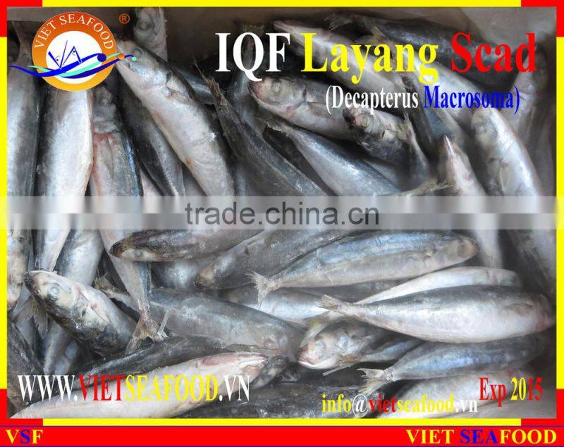 IQF LAYANG SCAD WHOLE ROUND