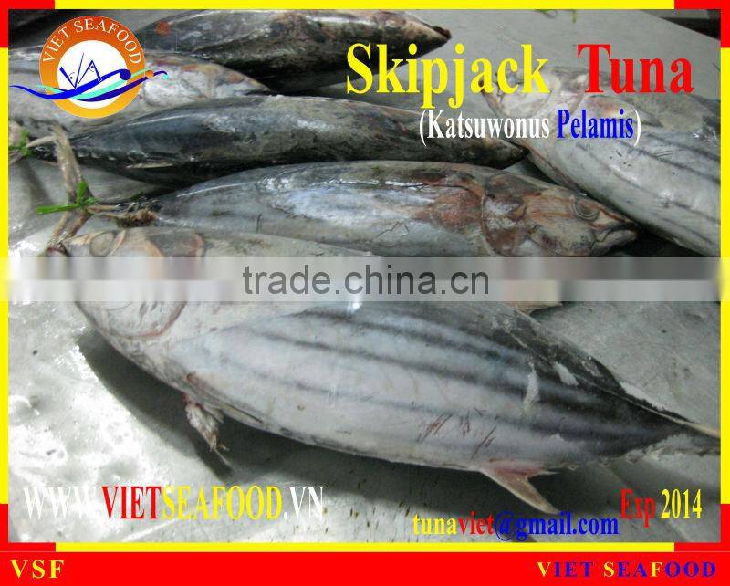 W/R FROZEN SKIPJACK TUNA