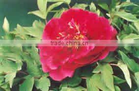 Tree Peony Plant Root Chun Hong Jiao Yan