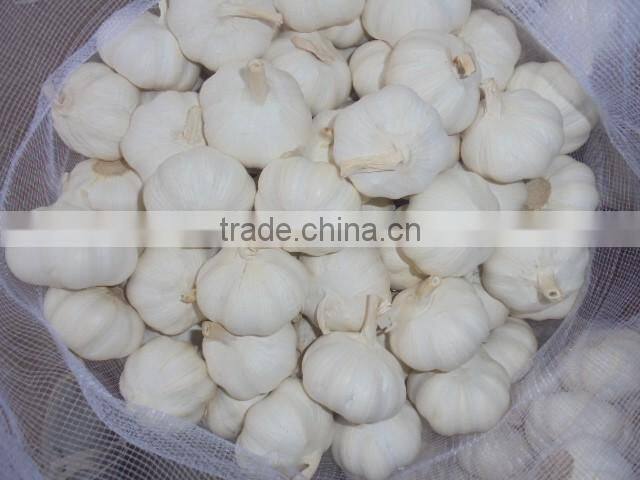 chinese pure white garlic new crop 2016 fresh best qaulity
