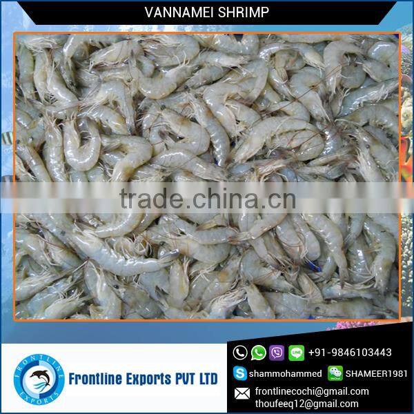 100% Fresh and Soft Best Quality Frozen Shrimps