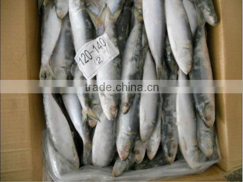 frozen sardine fish for bait