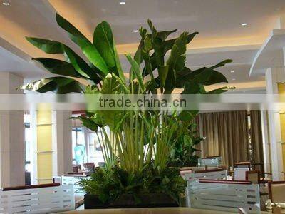 Large banana tree in group