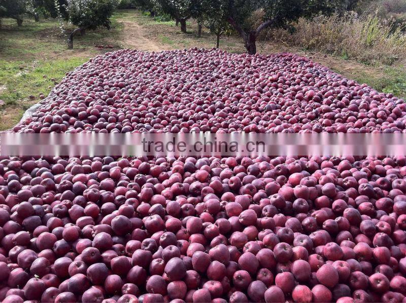 apple price