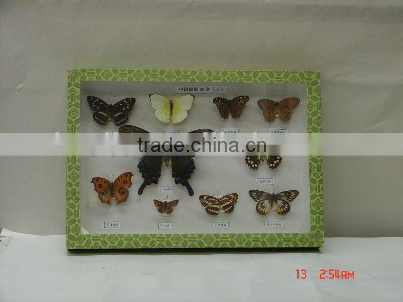insect specimens,laboratory preserved specimen,50 kinds Chinese butterflies specimen for scientific research, teaching