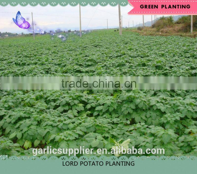 FRESH POTATO CROP 2014