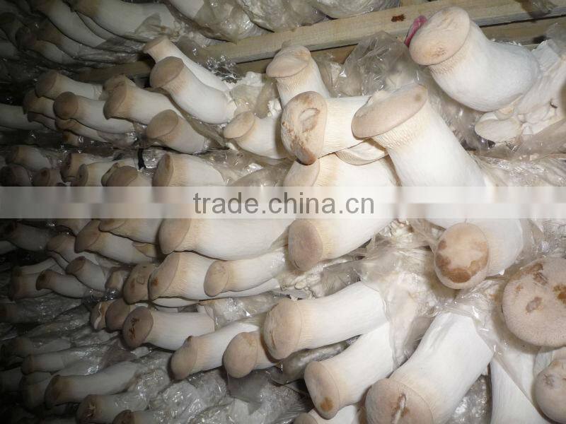 China king food pleutrous eryngii mushroom slice