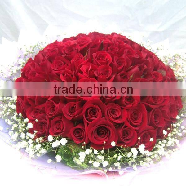 High Quality Hot Sale Natural Indian Rose Flower