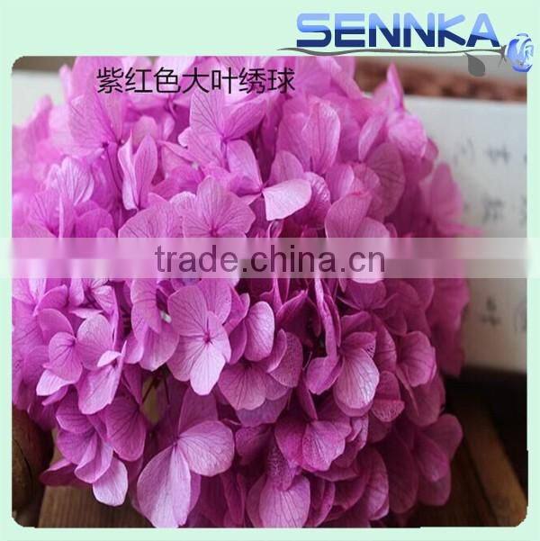 2016 Newest gold flower hydrangea preserved flower hydranger Fresh flowers farms directly